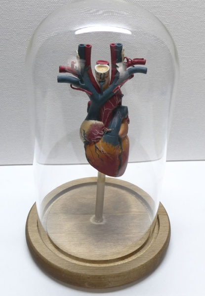 فایل سه بعدی قلب انسان R2